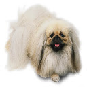 Pekingese Theme  screen for extension Chrome web store in OffiDocs Chromium