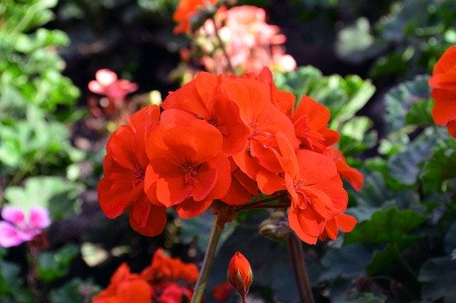 Kostenloser Download Pelargonium Flower Bed Holiday - kostenloses Foto oder Bild zur Bearbeitung mit GIMP Online-Bildbearbeitung