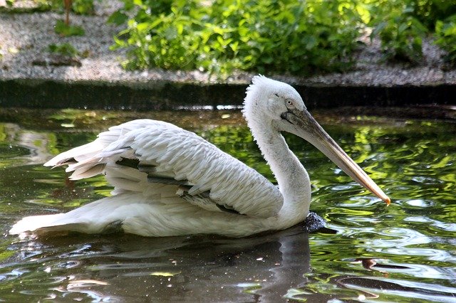 Free download pelican bird water pond wings free picture to be edited with GIMP free online image editor