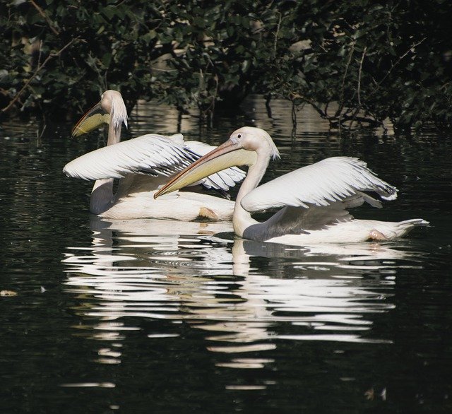 Free download pelicans birds animals free picture to be edited with GIMP free online image editor