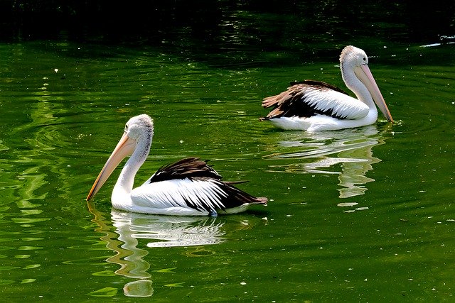 Free download pelicans birds lake nature free picture to be edited with GIMP free online image editor