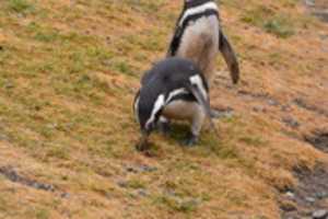 Free download Penguin gathering grass for his nest free photo or picture to be edited with GIMP online image editor