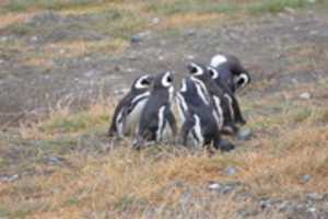 Free download Penguin huddle on Magdalena Island free photo or picture to be edited with GIMP online image editor