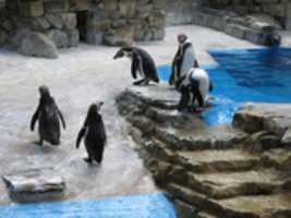Free download Penguin pictures free photo or picture to be edited with GIMP online image editor