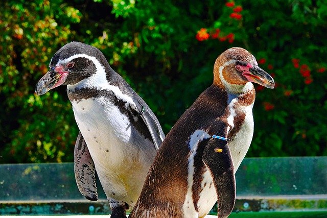 Free download penguins birds animals zoo beaks free picture to be edited with GIMP free online image editor