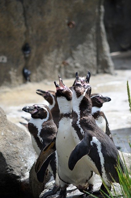 Free download penguins birds feeding winter zoo free picture to be edited with GIMP free online image editor