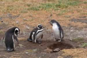 Free download Penguins huddle around a nest on Magdalena Island, Chile free photo or picture to be edited with GIMP online image editor