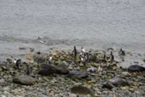 Free download Penguins in the surf at Magdalena Island, Chile free photo or picture to be edited with GIMP online image editor