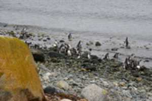 Free download Penguins on Magdalena Island, Chile free photo or picture to be edited with GIMP online image editor