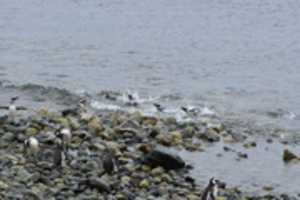 Free download Penguins swimming at Magdalena Island, Chile free photo or picture to be edited with GIMP online image editor