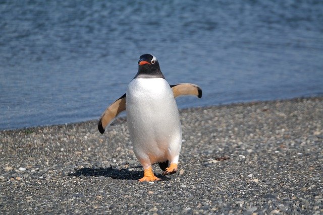 Free download penguin walk water edge water free picture to be edited with GIMP free online image editor