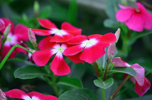 Kostenloser Download Periwinkle Flowers Red - kostenloses Foto oder Bild zur Bearbeitung mit GIMP Online-Bildbearbeitung