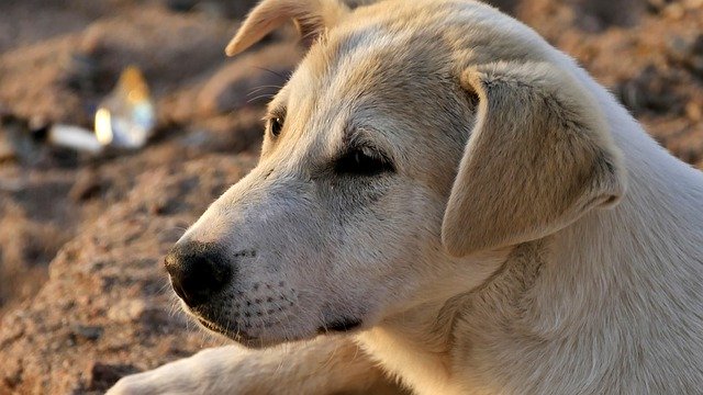 Безкоштовно завантажте Pet And The Tramp Rasowiec — безкоштовну фотографію чи зображення для редагування за допомогою онлайн-редактора зображень GIMP