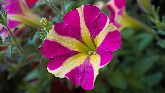 Free download petunia flower garden petals bloom free picture to be edited with GIMP free online image editor