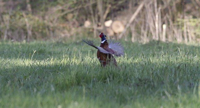 Free download pheasant bird birds nature beak free picture to be edited with GIMP free online image editor