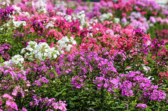 Free download phlox plants pink white red free picture to be edited with GIMP free online image editor