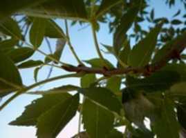 Free download phyllotaxis of ash tree free photo or picture to be edited with GIMP online image editor