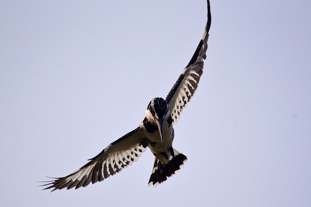 Free download pied kingfisher kingfisher bird free picture to be edited with GIMP free online image editor