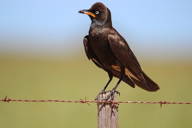 Free download pied starling starling avian bird free picture to be edited with GIMP free online image editor