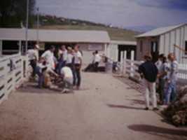 Free download Pierce College Sheep, Canoga Park, California 1960s free photo or picture to be edited with GIMP online image editor