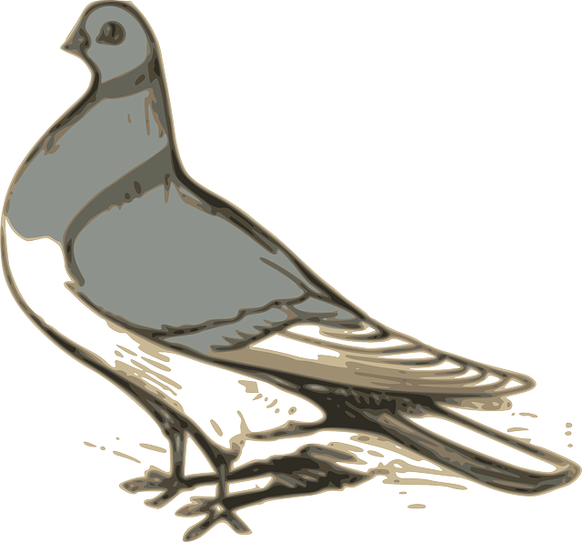 Free download Pigeon Bird Grey - Free vector graphic on Pixabay free illustration to be edited with GIMP free online image editor