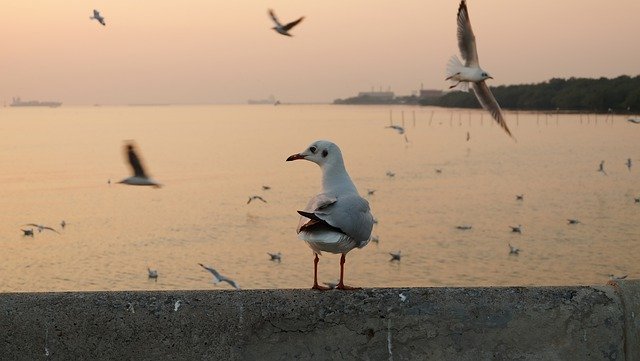 Free download pigeon sea sunset wild animals free picture to be edited with GIMP free online image editor