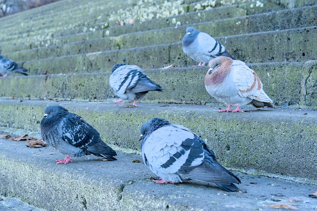 Free download pigeons stairs winter puffed birds free picture to be edited with GIMP free online image editor