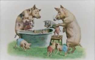 Free download Pigs Bathing Time  (ca 1903) free photo or picture to be edited with GIMP online image editor