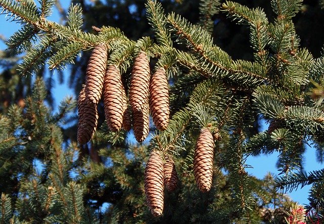 Kostenloser Download von Pine Cone Tree Crop - kostenloses Foto oder Bild zur Bearbeitung mit dem Online-Bildeditor GIMP