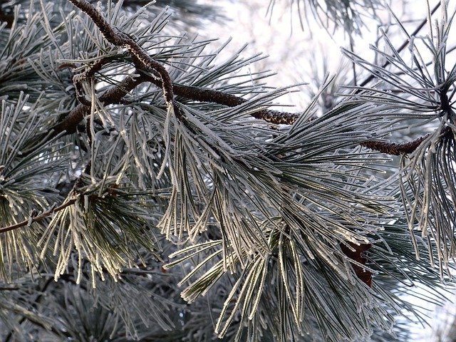 Free download pine needles tree frost winter free picture to be edited with GIMP free online image editor