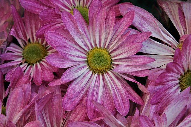 Free download pink cereal fresh daisy bouquet free picture to be edited with GIMP free online image editor