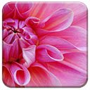 Pinkest Flower  screen for extension Chrome web store in OffiDocs Chromium