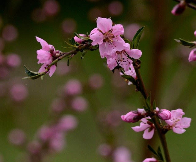 Free download pink flowers cherry blossoms nature free picture to be edited with GIMP free online image editor