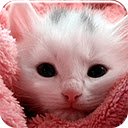 Ekran Pink Kitten do rozszerzenia sklepu internetowego Chrome w OffiDocs Chromium