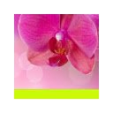 Pink Orchids  screen for extension Chrome web store in OffiDocs Chromium