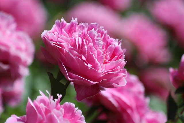 Free download pion flower bloom pink peony free picture to be edited with GIMP free online image editor