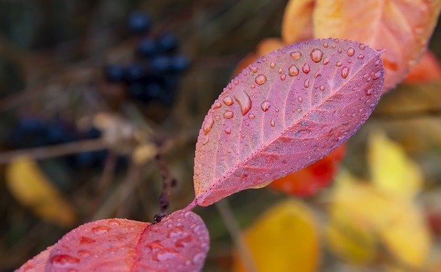 Free download plant botany leaves foliage free picture to be edited with GIMP free online image editor