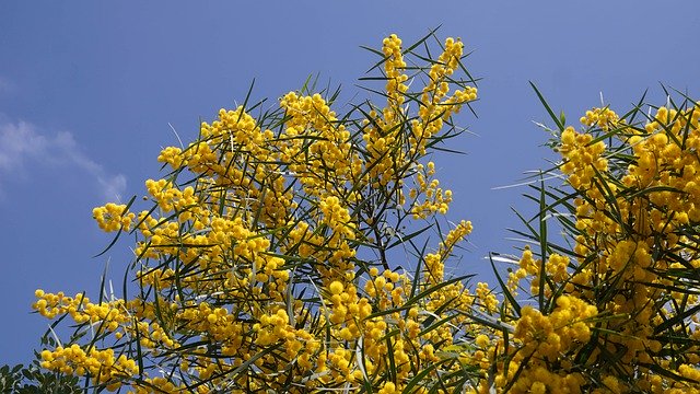 免费下载 Plant Flora Yellow - 使用 GIMP 在线图像编辑器编辑的免费照片或图片