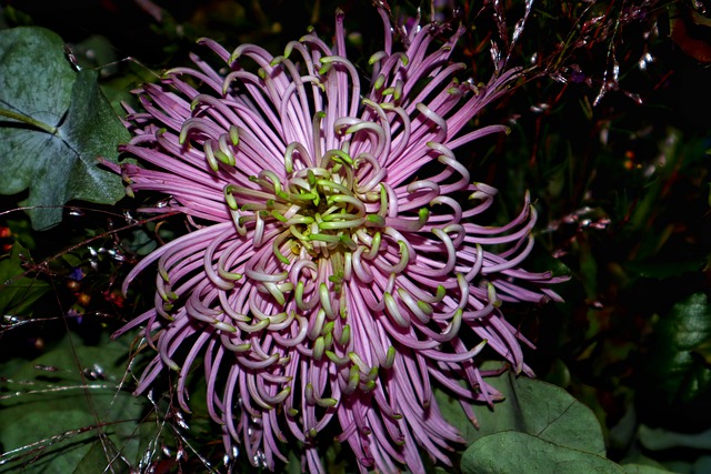 Free download plant flower chrysanthemum blossom free picture to be edited with GIMP free online image editor