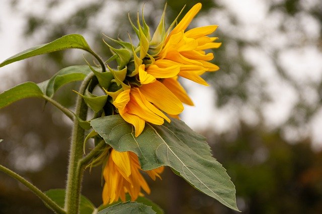 ດາວ​ໂຫຼດ​ຟຣີ Plant Flower Sunflower - ຮູບ​ພາບ​ຟຣີ​ຫຼື​ຮູບ​ພາບ​ທີ່​ຈະ​ໄດ້​ຮັບ​ການ​ແກ້​ໄຂ​ກັບ GIMP ອອນ​ໄລ​ນ​໌​ບັນ​ນາ​ທິ​ການ​ຮູບ​ພາບ​