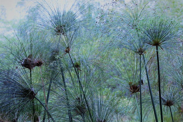 Free download plant grasses nature grass green free picture to be edited with GIMP free online image editor