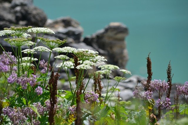 Kostenloser Download Plant High Mountains Reservoir - kostenloses Foto oder Bild zur Bearbeitung mit GIMP Online-Bildbearbeitung