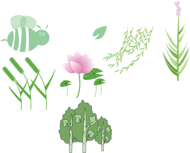 Free download Plant Lotus - Free vector graphic on Pixabay free illustration to be edited with GIMP free online image editor