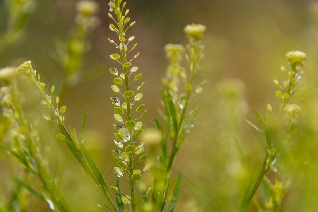 Free download plant nature grass meadow close up free picture to be edited with GIMP free online image editor