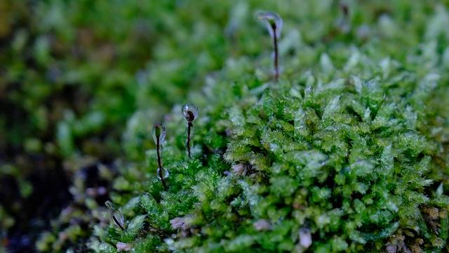 Free download plant nature moss wallpaper free picture to be edited with GIMP free online image editor