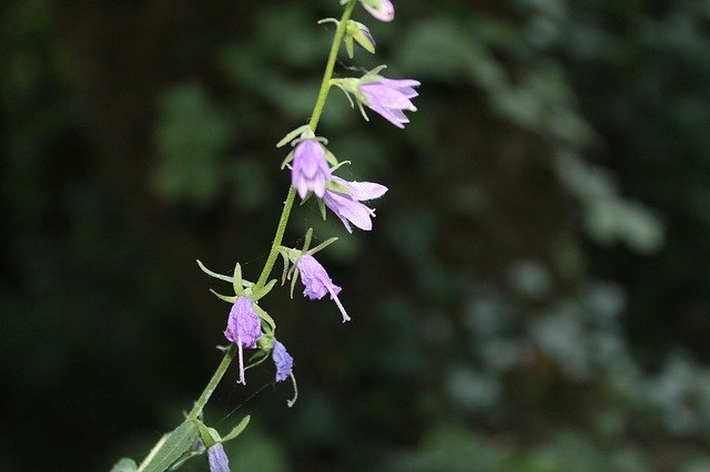 ດາວໂຫຼດຟຣີ Plant Purple Zelena - ຮູບພາບຫຼືຮູບພາບທີ່ບໍ່ເສຍຄ່າເພື່ອແກ້ໄຂດ້ວຍບັນນາທິການຮູບພາບອອນໄລນ໌ GIMP