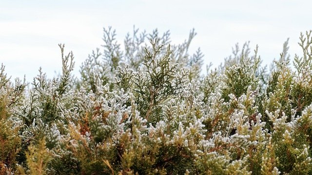 Free download plants hedge conifers frost ice free picture to be edited with GIMP free online image editor