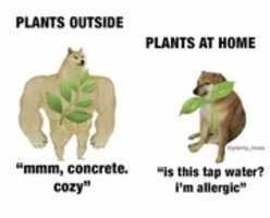 Free download Plants outside vs Plants at home [ Meme ] free photo or picture to be edited with GIMP online image editor