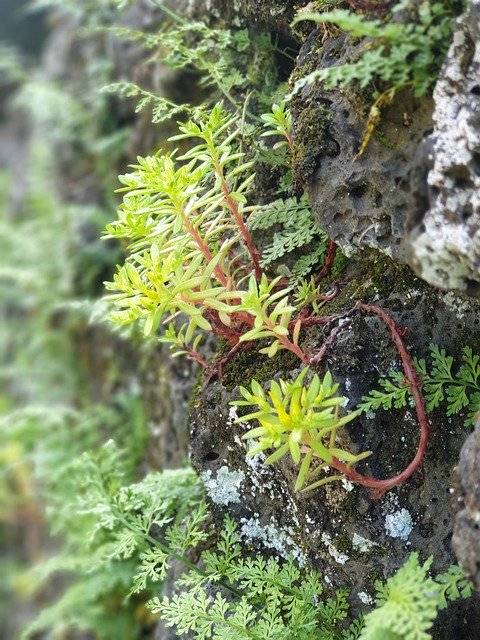 Kostenloser Download Plants Stone Wall Nature - kostenloses Foto oder Bild zur Bearbeitung mit GIMP Online-Bildbearbeitung