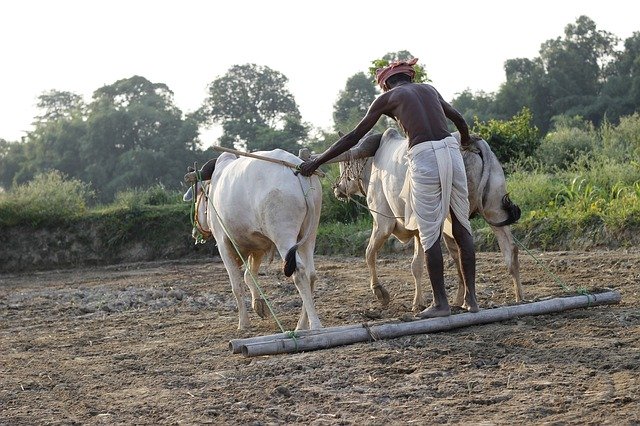 Free download plough animal india farm field free picture to be edited with GIMP free online image editor